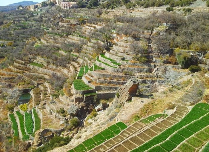 Jebel Akhdar CODE: OD – 03