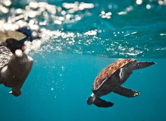 Snorkeling in the Damayniat Island Code HD – 03